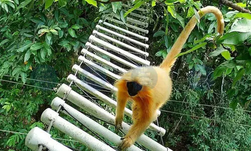 Kokrajhar canopy bridges help endangered Golden Langurs avoid fatal road crossings