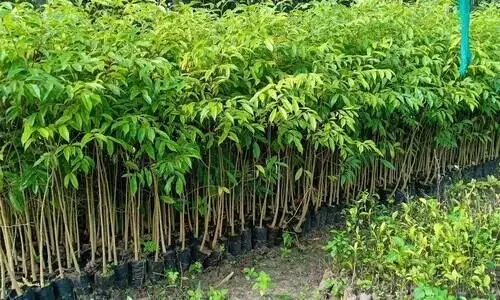 150 Northeast products lined up for GI tags in next two years: Centre