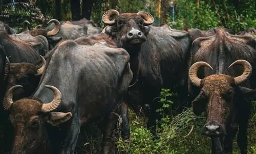Feral buffalo herd terrorises Rani Chapori farmers, authorities struggle to act