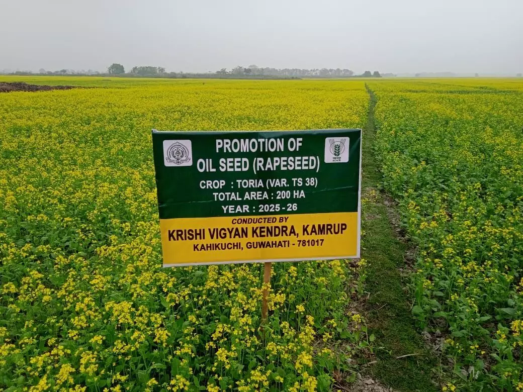 Dense fog boosts Toria yield prospects for rapeseed farmers in Kamrup Dense fog boosts Toria yield prospects for rapeseed farmers in Kamrup
