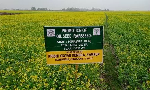 Dense fog boosts Toria yield prospects for rapeseed farmers in Kamrup