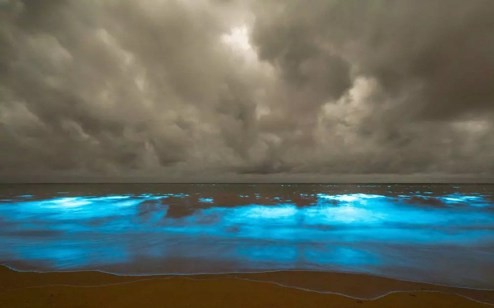 Scientists link Tasmania’s glowing waters to climate change, not fish-farm waste Scientists link Tasmania’s glowing waters to climate change, not fish-farm waste