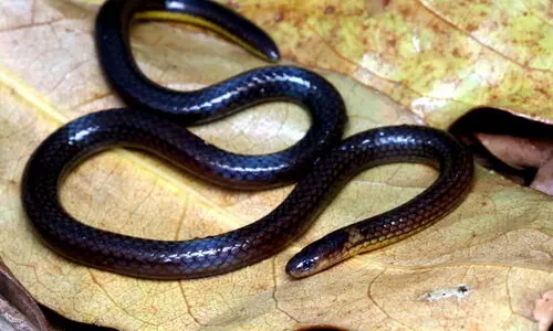 New snake species Calamaria mizoramensis discovered in Mizoram