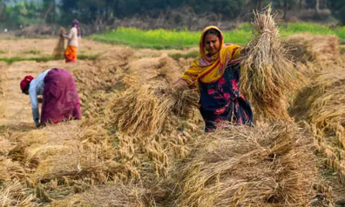 Chhattisgarh paddy scam: One arrested while five others remain at large