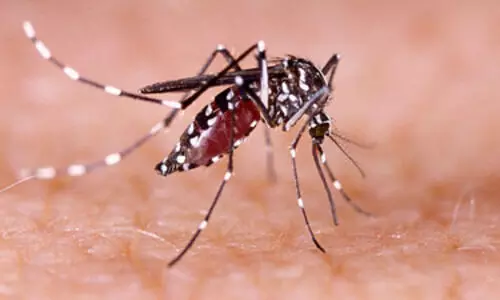 TN leads dengue cases in 2025; death toll low amid strong surveillance