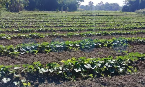 Arsenic-tainted water endangers public health, damages Rabi cultivation in Bokakhat