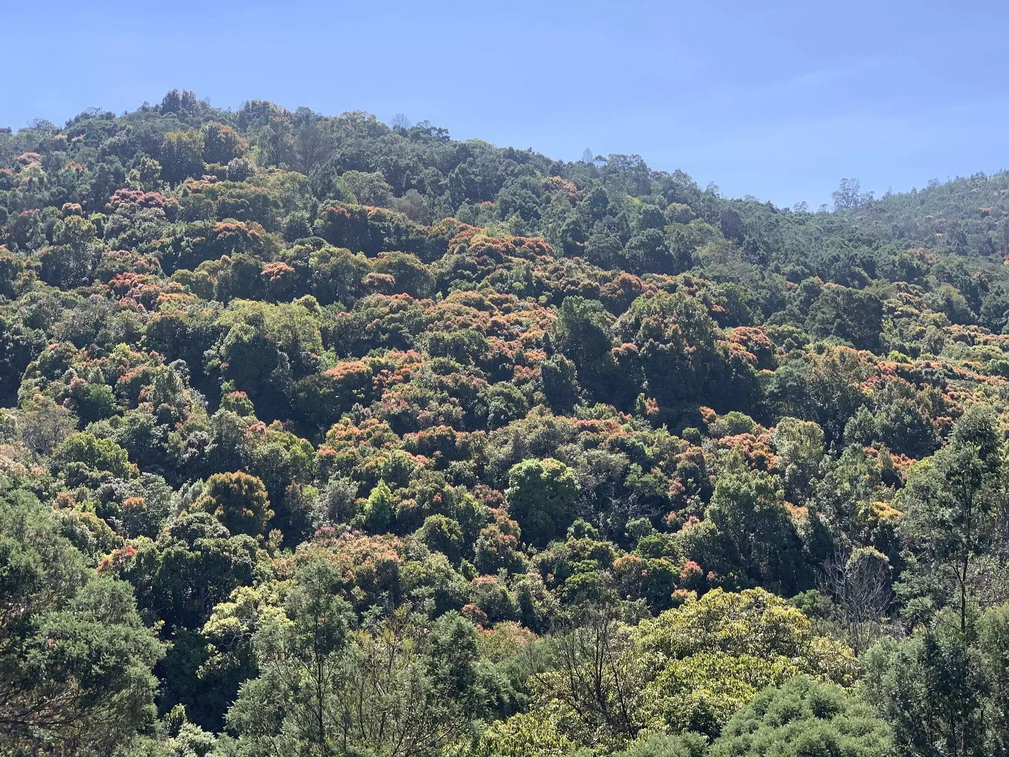 TN expands reserved forest network across 10 districts, boosts protection TN expands reserved forest network across 10 districts, boosts protection