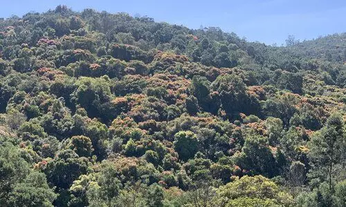 TN expands reserved forest network across 10 districts, boosts protection