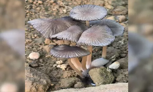 Arunachal records first sighting of Pleated Inkcap mushroom