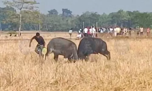 Moh Juj draws crowds in Morigaon & Raha despite official ban