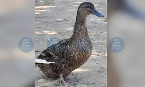 Manipuri duck ‘Meitei Nganu’ registered as indigenous breed by ICAR