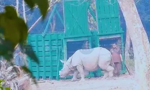 Two flood-rescued rhino calves released back into Kaziranga National Park