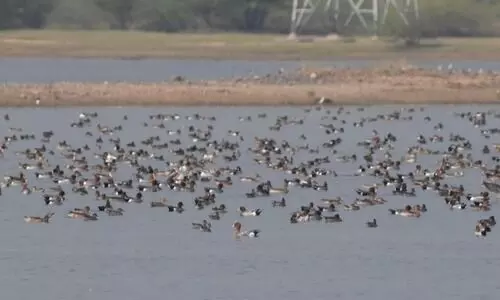 Heavy rain turns TN’s Thoothukudi salt pans into rare bird haven