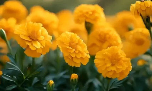 Yellow marigold prices jump to Rs 90/kg in Kolkata ahead of Saraswati Puja