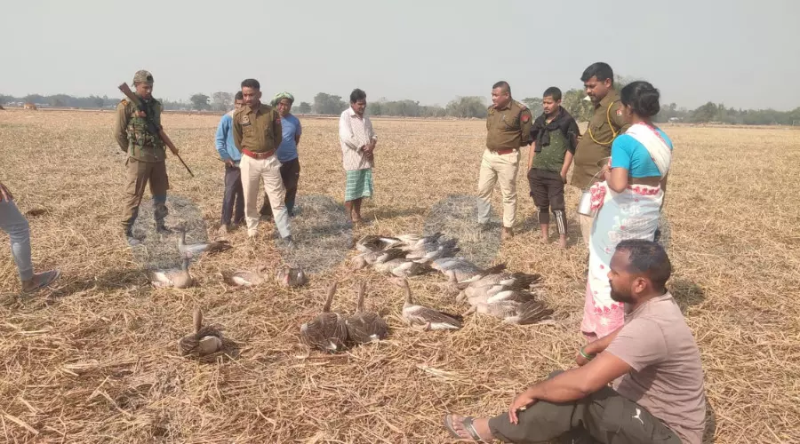 Over 50 migratory birds poisoned in Majuli; 17 detained, key accused arrested