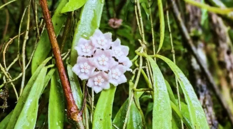 New plant species ‘Hoya nagaensis’ discovered in Nagaland forests