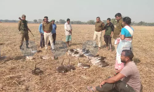 Over 50 migratory birds poisoned in Majuli; 17 detained, key accused arrested
