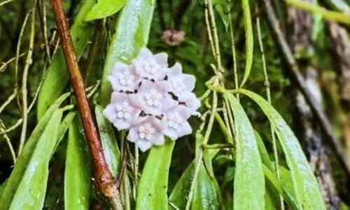 New plant species ‘Hoya nagaensis’ discovered in Nagaland forests
