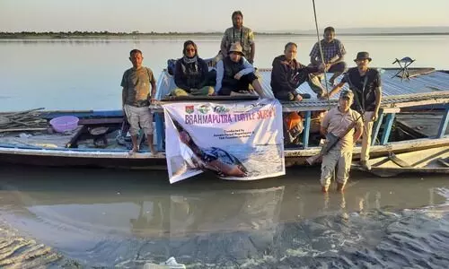 Kaziranga survey records 945 freshwater turtles, including rare black softshell