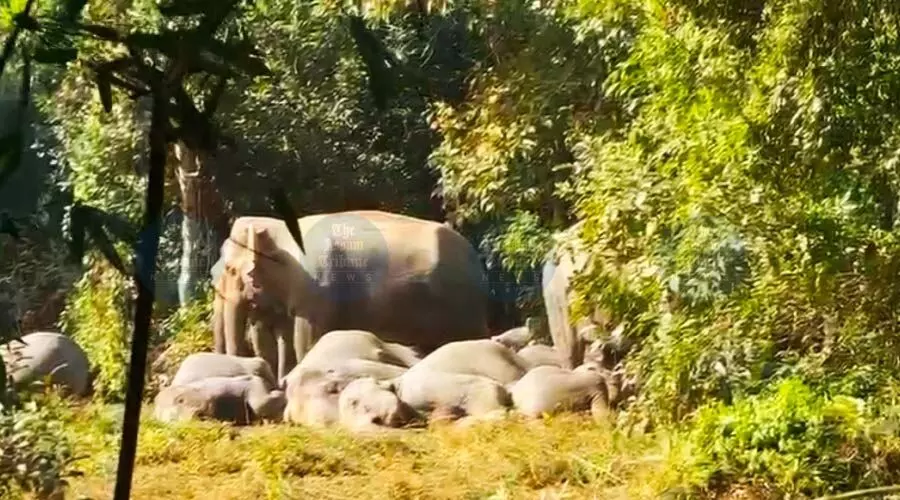 Human–elephant conflict worsens in Rani as wild tuskers destroys Ganesh temple Human–elephant conflict worsens in Rani as wild tuskers destroys Ganesh temple