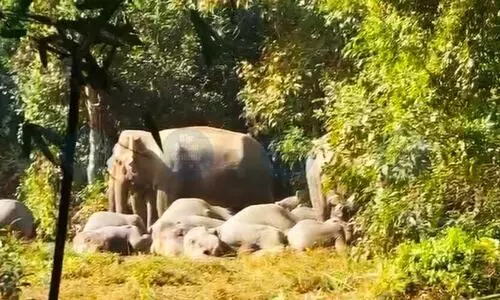 Human–elephant conflict worsens in Rani as wild tuskers destroys Ganesh temple
