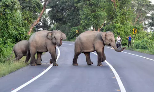 Human-wildlife conflict in TN claims 43 lives in 2025; encroachment key