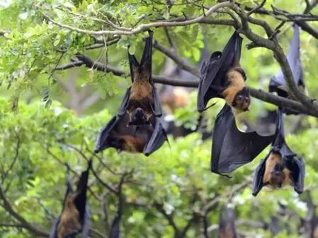 WHO monitors Nipah cases in India, rules out travel restrictions