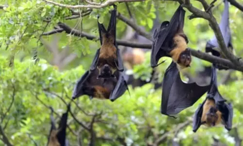 WHO monitors Nipah cases in India, rules out travel restrictions