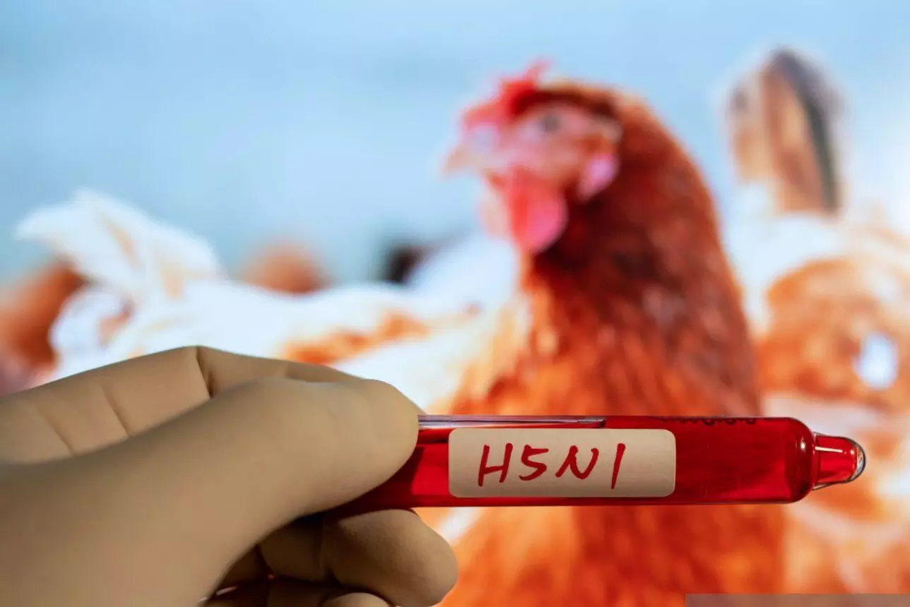 Avian flu confirmed in Bihar’s Darbhanga, high alert issued