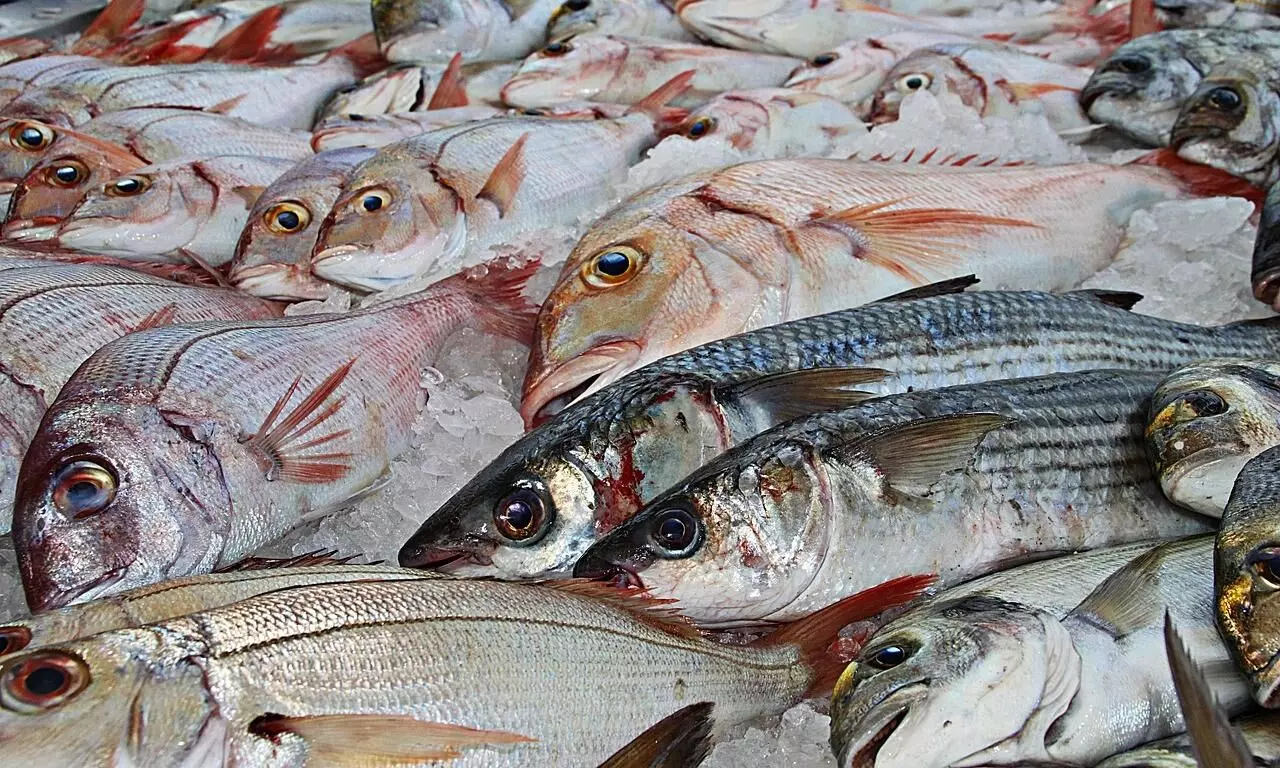 Meghalaya bans illegally imported Bangladesh fish in two districts, imposes curbs Meghalaya bans illegally imported Bangladesh fish in two districts, imposes curbs