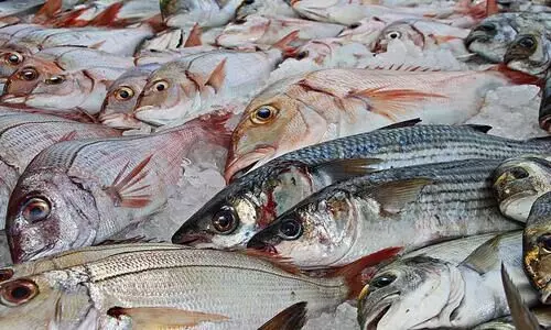 Meghalaya bans illegally imported Bangladesh fish in two districts, imposes curbs