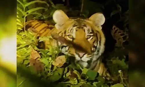 Policeman’s night-ride death sparks tiger attack fears in Arunachal’s Dibang