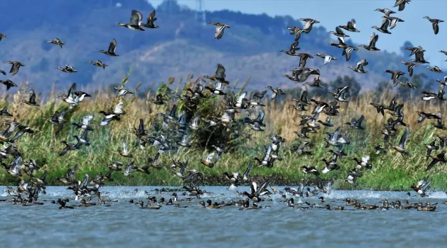 Wetland revival attracts 3,000 migratory birds to Manipur’s Yaral Pat