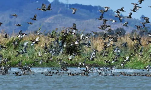 Wetland revival attracts 3,000 migratory birds to Manipur’s Yaral Pat