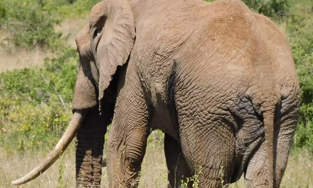 Bokaro tragedy: Elephant attack kills three of family, injures two