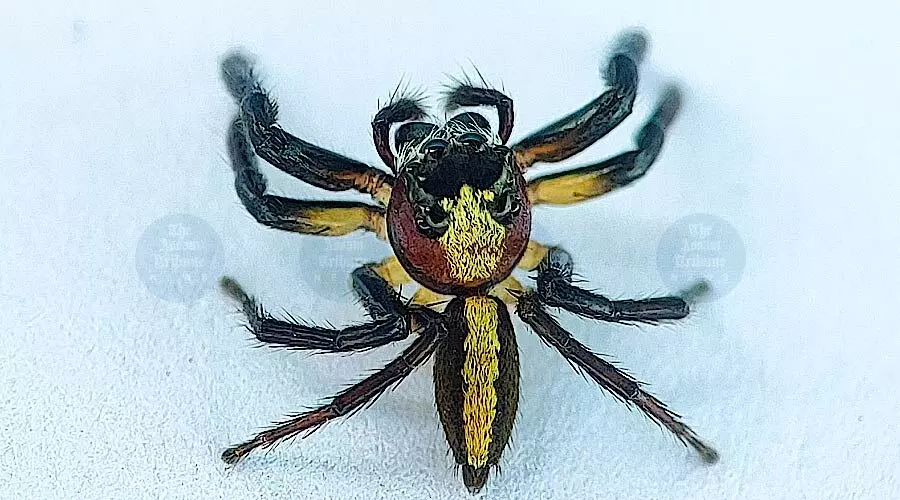 Assam records first Indian sighting of rare jumping spider in Barak Valley