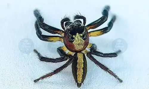 Assam records first Indian sighting of rare jumping spider in Barak Valley