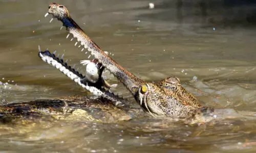Forest dept rescues illegally kept crocodile, turtle from Mumbai house