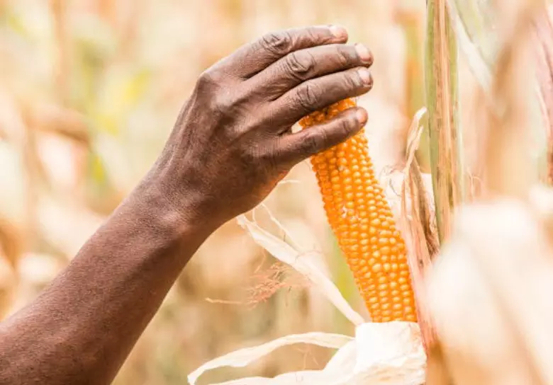 Thoothukudi maize growers seek MSP as Rabi prices fall below cost