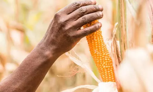 Thoothukudi maize growers seek MSP as Rabi prices fall below cost