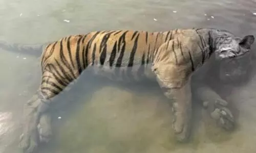 Third tiger carcass found in Kaziranga National Park in 25 days