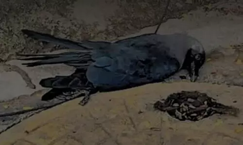 Namakkal poultry sector ramps up biosecurity after flu warning