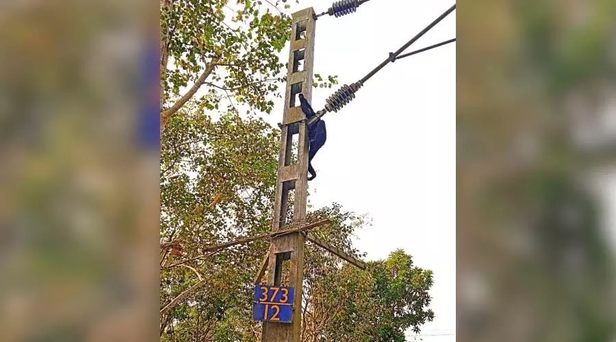 Electrified rail line poses deadly threat as Hoolock Gibbon dies in sanctuary