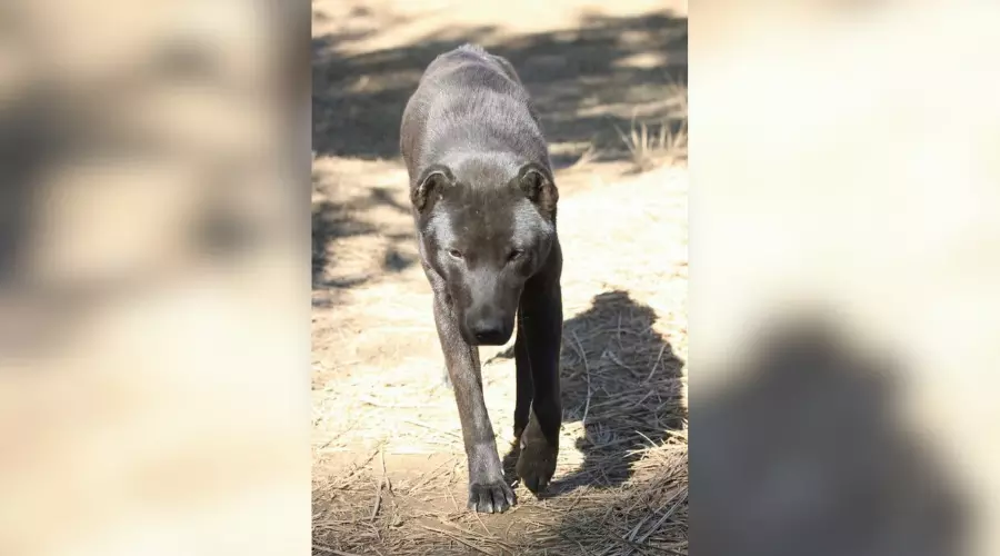 Assam Rifles to induct indigenous dog breeds under Atmanirbhar push