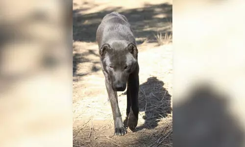 Assam Rifles to induct indigenous dog breeds under Atmanirbhar push