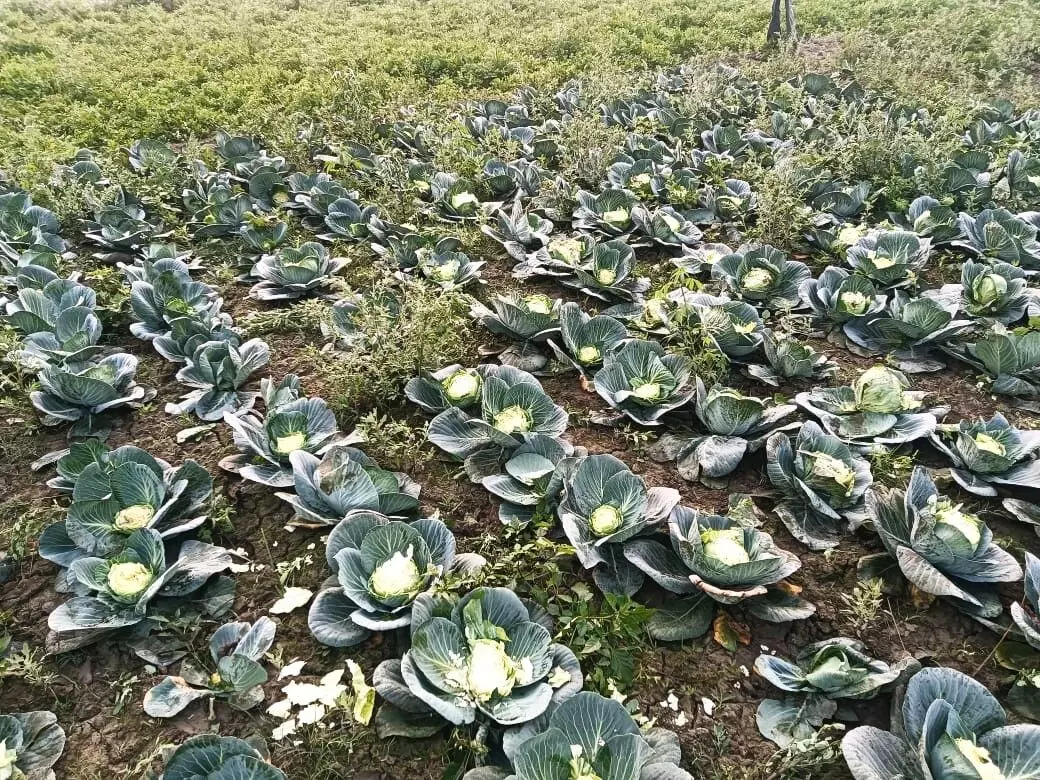 Wild buffalo menace hits Rani Chapori farms, growers seek CM’s help