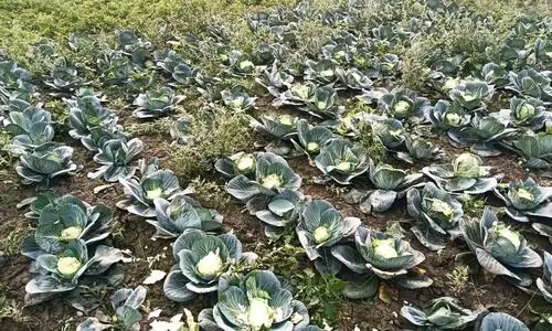 Wild buffalo menace hits Rani Chapori farms, growers seek CM’s help