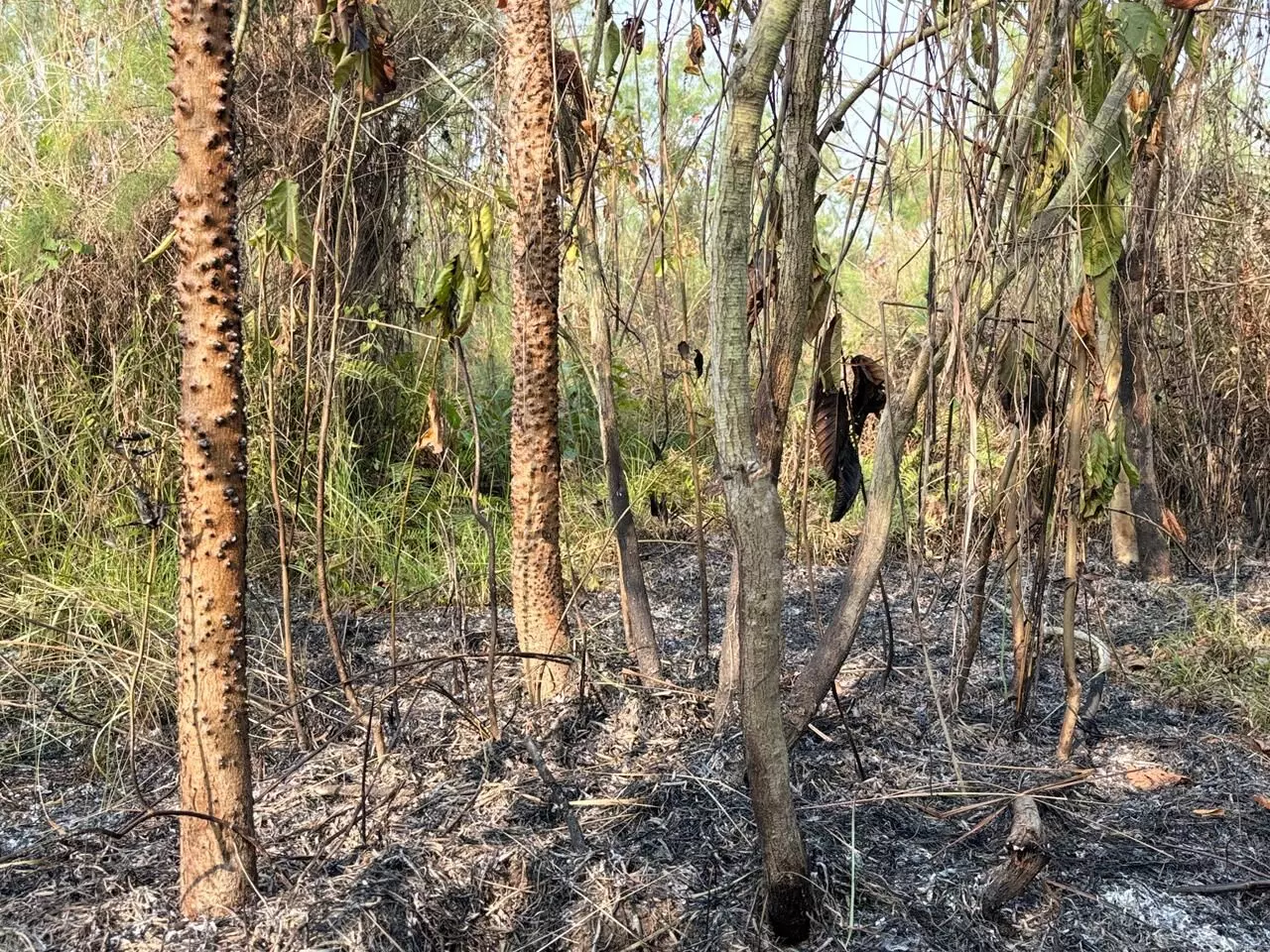 Third fire in 2 months guts 100 hectares of Mulai Kathoni 2.0; arson suspected Third fire in 2 months guts 100 hectares of Mulai Kathoni 2.0; arson suspected