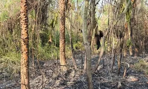 Third fire in 2 months guts 100 hectares of Mulai Kathoni 2.0; arson suspected