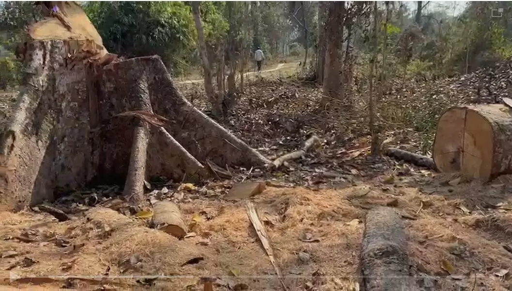 95% hollong saplings destroyed in Tinsukias Nalani Forest, locals seek probe